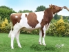 DOSE TAUREAU NEWLOOK - NFR7903191489 - 1992245