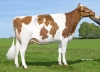 DOSE TAUREAU NEWLOOK - NFR7903191489 - 1992245