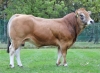 DOSE TAUREAU SIMENON XT - NFR7913953379 - 71A0706