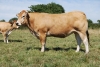 DOSE TAUREAU AIOLI - NFR7922400384 - 7171081