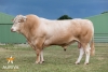 DOSE TAUREAU IPOD - NFR7933664115 - 7987051