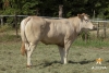 DOSE TAUREAU IPOD - NFR7933664115 - 7987051