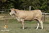 DOSE TAUREAU IPOD - NFR7933664115 - 7987051