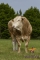 DOSE TAUREAU HELLO - NFR7934931561 - 7984451