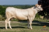 DOSE TAUREAU HELLO - NFR7934931561 - 7984451