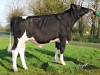 DOSE TAUREAU OPROD - NFR7936613768 - 6694741