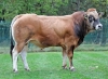 DOSE TAUREAU STARISBORN - NFR7937103166 - 71A1049