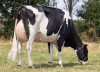 DOSE TAUREAU NEWSTAR - NFR7954021108 - 6691948