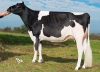 DOSE TAUREAU NEWSTAR - NFR7954021108 - 6691948