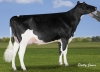 DOSE TAUREAU NEWSTAR - NFR7954021108 - 6691948