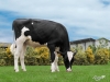 DOSE TAUREAU NEWSTAR - NFR7954021108 - 6691948