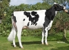 DOSE TAUREAU NEWSTAR - NFR7954021108 - 6691948