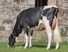 DOSE TAUREAU NEWSTAR - NFR7954021108 - 6691948