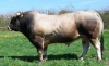 DOSE TAUREAU DAX - NFR7967910966 - 7177311