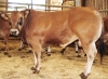 DOSE TAUREAU VULAIN - NFR7968170863 - 7168676