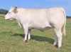 DOSE TAUREAU ORIFLAM PP - NFR8069467335 - 3895925