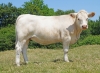 DOSE TAUREAU ORIFLAM PP - NFR8069467335 - 3895925