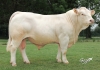 DOSE TAUREAU ORIFLAM PP - NFR8069467335 - 3895925