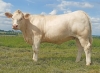 DOSE TAUREAU ORIFLAM PP - NFR8069467335 - 3895925