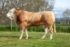 DOSE TAUREAU PHOENIX - NFR8160089388 - 7996263
