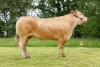 DOSE TAUREAU STEWBALL - NFR8220211210 - 79A1557
