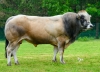DOSE TAUREAU TIFOTOU - NFR8501739344 - 71A3045