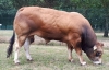 DOSE TAUREAU MELLE - NFR8559128277 - 7192403