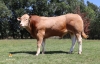 DOSE TAUREAU RELAX PP - NFR8564825250 - 7997444