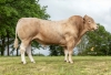 DOSE TAUREAU RELAX PP - NFR8564825250 - 7997444