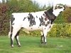 DOSE TAUREAU RAVAILLAC - NFR8614345213 - 5697299