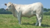 DOSE TAUREAU MAGIQUE - NFR8843788346 - 3892612