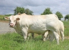 DOSE TAUREAU MAGIQUE - NFR8843788346 - 3892612