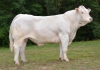 DOSE TAUREAU ORMONT - NFR8844129738 - 3895926