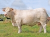 DOSE TAUREAU ORMONT - NFR8844129738 - 3895926