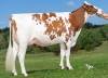 DOSE TAUREAU PERLAY RED - NFR8844196818 - 6695964