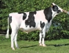 DOSE TAUREAU READYCASH - NFR8844273395 - 6696563