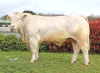 DOSE TAUREAU SOCRATE - NFR8907452357 - 38A1288