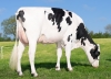 DOSE TAUREAU JAYVANO RF - NNL000667323913 - 6695131