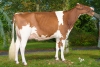 DOSE TAUREAU JAYVANO RF - NNL000667323913 - 6695131