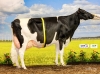 DOSE TAUREAU STING - NNL000750879220 - 66A3702