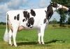 DOSE TAUREAU STING - NNL000750879220 - 66A3702