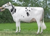 DOSE TAUREAU KP CARTER - NNL000765751337 - 6691731