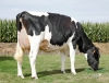 DOSE TAUREAU KP CARTER - NNL000765751337 - 6691731