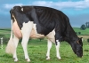 DOSE TAUREAU KP CARTER - NNL000765751337 - 6691731