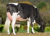 DOSE TAUREAU KP CARTER - NNL000765751337 - 6691731