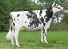 DOSE TAUREAU KP CARTER - NNL000765751337 - 6691731