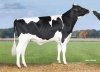DOSE TAUREAU KP CARTER - NNL000765751337 - 6691731