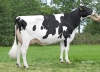 DOSE TAUREAU KP CARTER - NNL000765751337 - 6691731