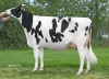 DOSE TAUREAU KP CARTER - NNL000765751337 - 6691731