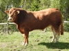 DOSE TAUREAU JOVIAL - NNO000000072179 - 3488781